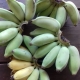 bananenoogst