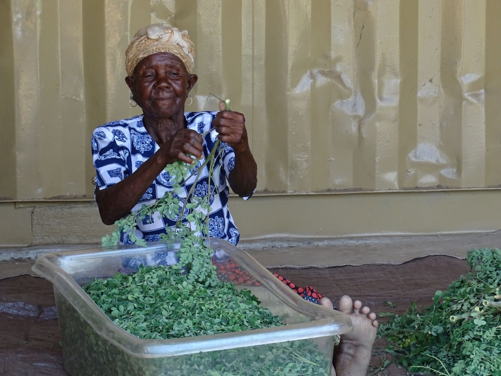 Moringa verwerken